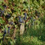 Vignes raisin noir