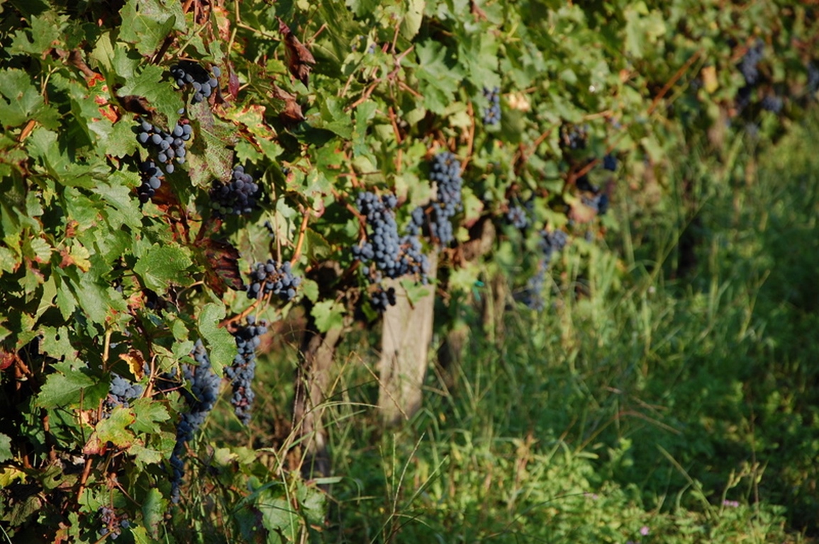 Journal de bord des vendanges du vigneron